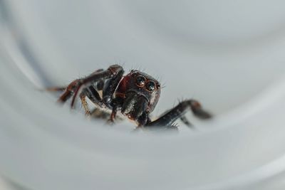 Close-up of spider