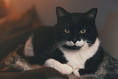 Close-up portrait of a cat