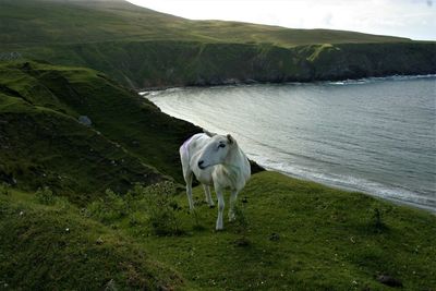 Horse standing in a farm