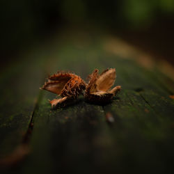 Close-up of dry leaf on wood