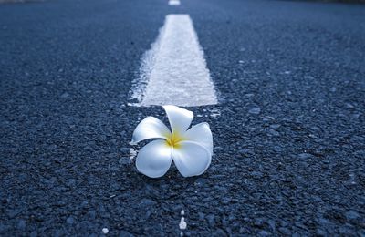 Close-up of white rose on road
