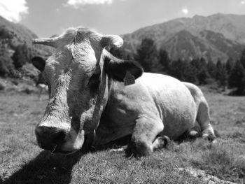 Portrait of cow on field against sky