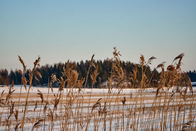 Plants growing on land against clear sky