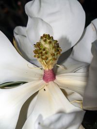 Close-up of flower against blurred background