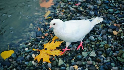 Close-up of dove on stones by autumn leaf at riverbank