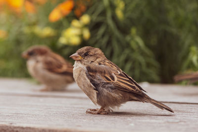 Close-up of birds perching on a plant