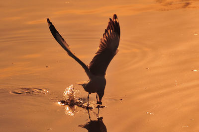 Close-up of bird against lake during sunset