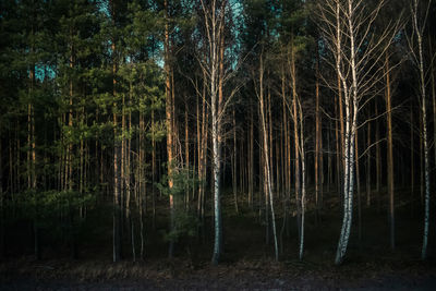 Trees growing in forest at night