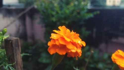 Close-up of yellow marigold flower blooming in garden