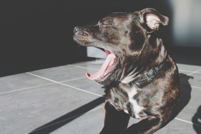 Close-up of a dog looking away