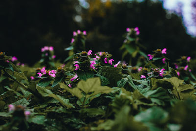 Close-up of pink flowering plant