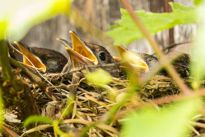 Close-up of birds in nest