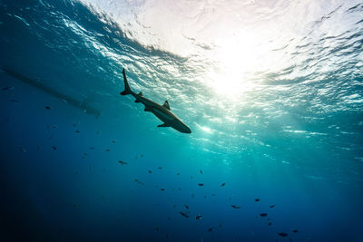 Low angle view of shark swimming in sea on sunny day