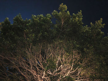Trees growing on field against sky