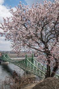 Low angle view of cherry blossom tree against sky