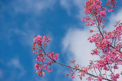 Low angle view of pink cherry blossoms in spring