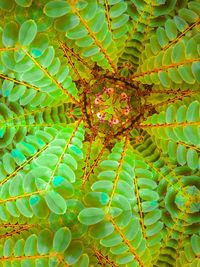 Full frame shot of green plant