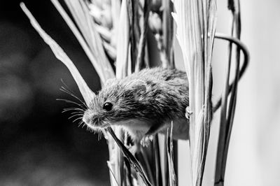 Close-up of squirrel