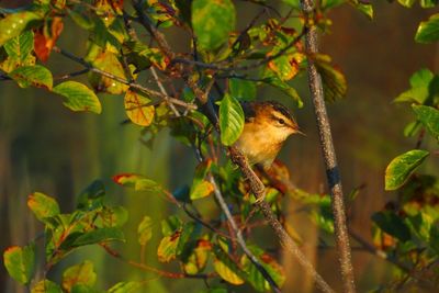 Bird perching on a plant