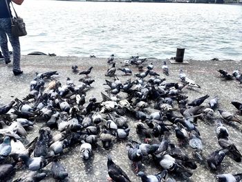 High angle view of seagulls on beach