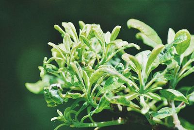 Close-up of leaves