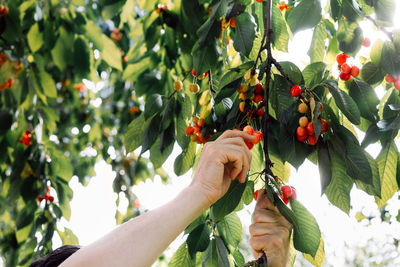 Low angle view of person picking cherries on tree