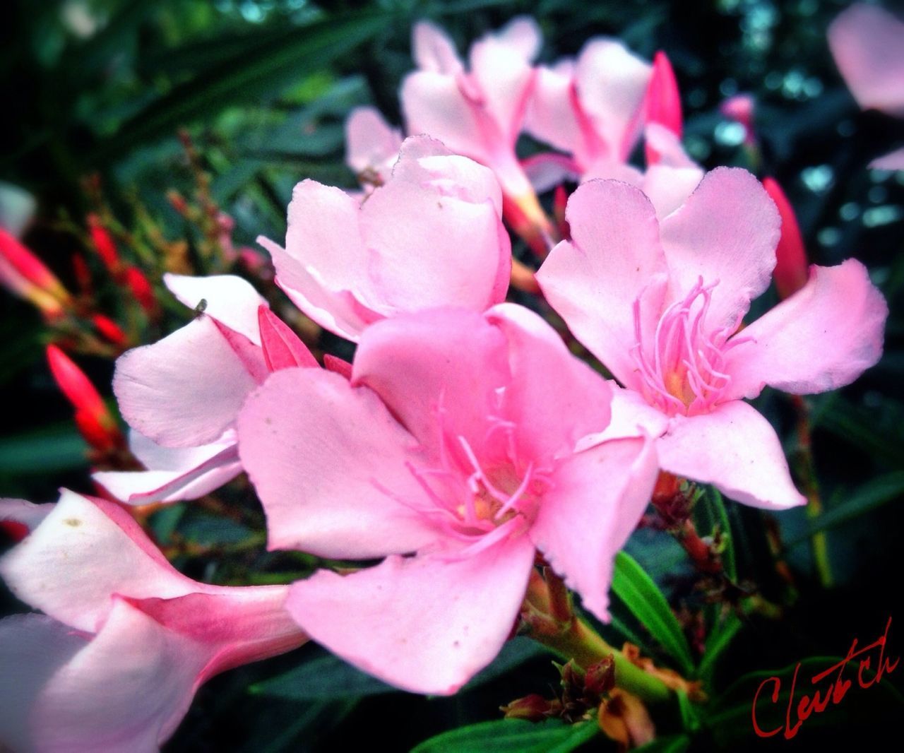 flower, petal, freshness, pink color, fragility, growth, flower head, beauty in nature, close-up, blooming, focus on foreground, nature, plant, park - man made space, in bloom, pink, outdoors, day, leaf, no people