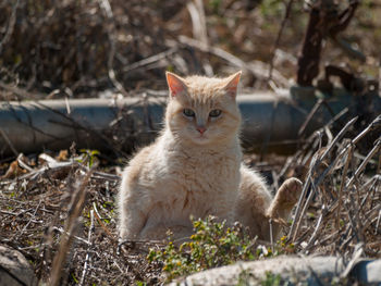 Portrait of cat sitting on field