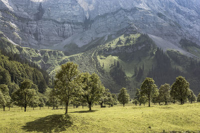 Scenic view of trees on field