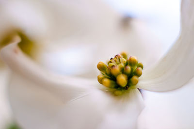 Close-up of flower