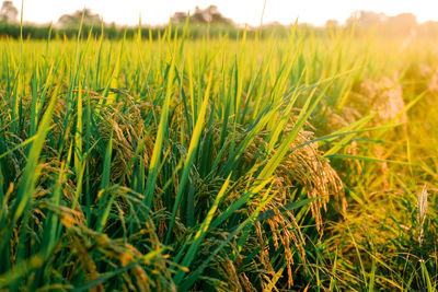 Close-up of crops growing on field