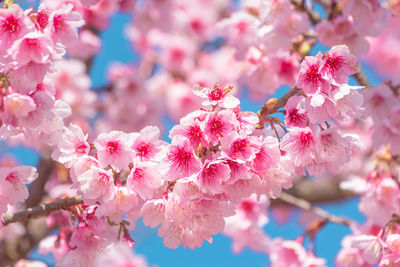 Close-up of pink cherry blossom