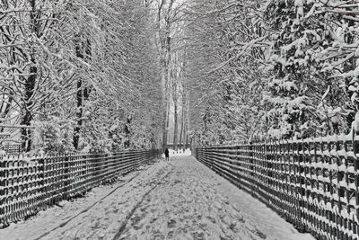 Bare trees in snow