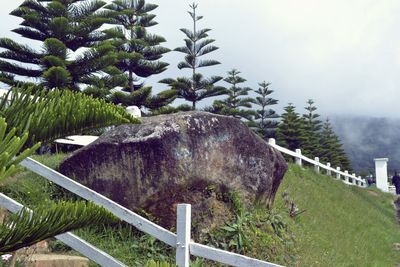 Horse by tree against sky