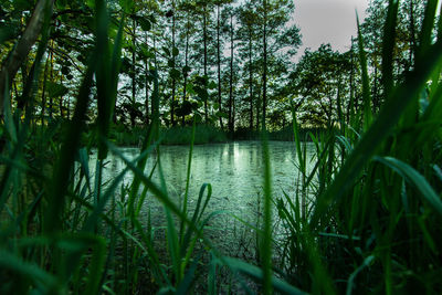 Scenic view of lake in forest