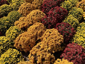 Full frame of various colored chrysanthemum bushes