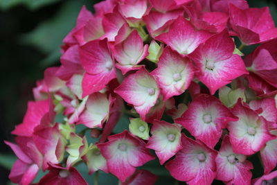 Close-up of pink hydrangea flowers