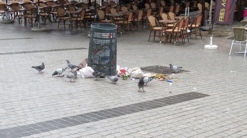 High angle view of birds on street