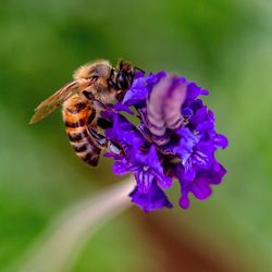 Close-up of bee pollinating on purple flower