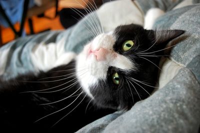 Close-up portrait of cat