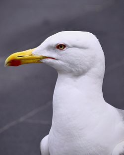 Close-up of seagull