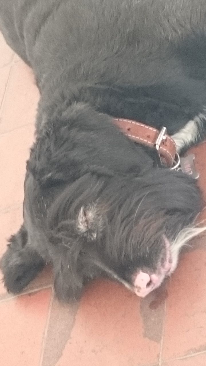 HIGH ANGLE VIEW OF CAT SLEEPING ON TILED FLOOR