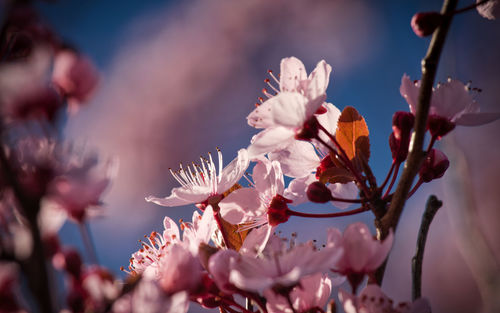 Close-up of pink cherry blossom