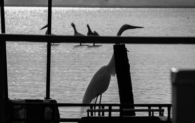 Close-up of birds perching on shore
