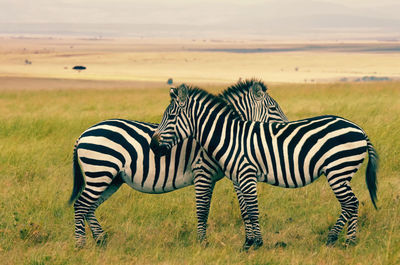 Zebra standing on field