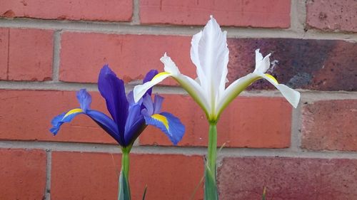 Close-up of flowering plant against brick wall