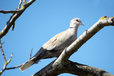 Low angle view of bird perching on tree against sky