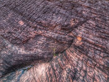 Full frame shot of tree trunk