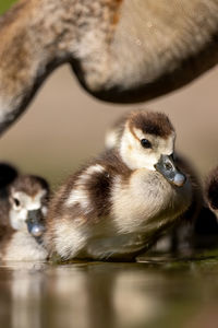 Close-up of bird in lake