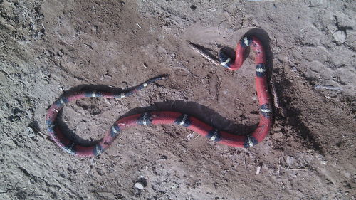 High angle view of dead animal on beach